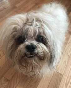 Lost Dog