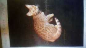 Lost Cat