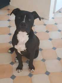 Lost Dog