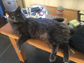 Lost Cat