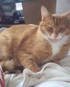 Lost Cat