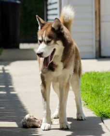 Lost Dog