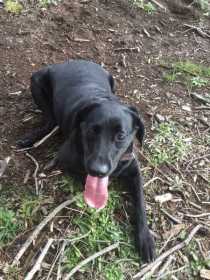 Lost Dog