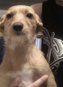 Lost Dog