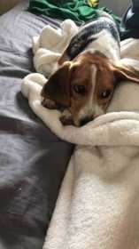 Lost Dog