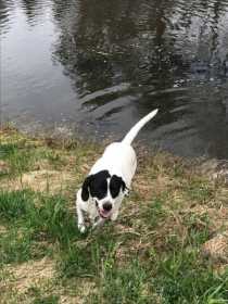 Lost Dog