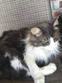 Lost Cat