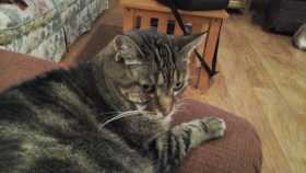 Lost Cat