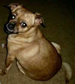 Lost Dog