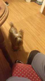 Lost Dog