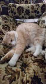 Lost Cat