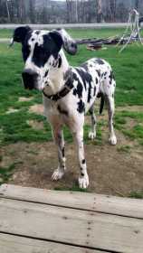 Lost Dog