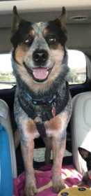 Lost Dog