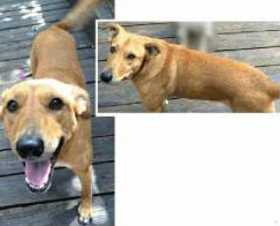 Lost Dog
