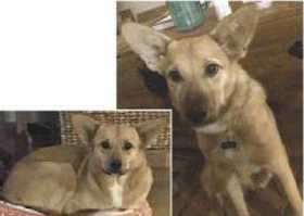 Lost Dog