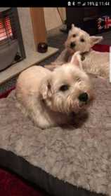 Lost Dog