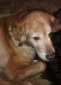 Lost Dog