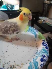 Lost Cockatiel