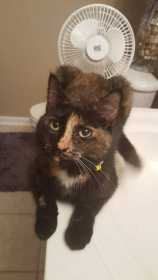 Lost Cat