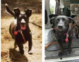Lost Dog