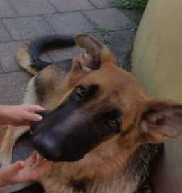 Lost Dog
