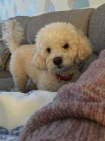 Lost Dog