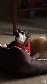 Lost Dog