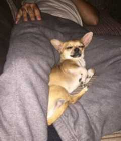 Lost Dog