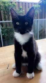 Lost Cat