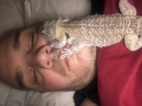 Lost Bearded dragon