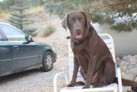Lost Dog