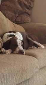 Lost Dog