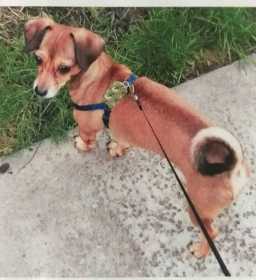 Lost Dog