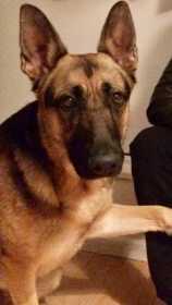 Lost Dog