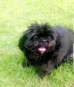 Lost Dog