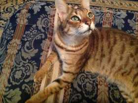 Lost Cat
