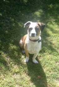 Lost Dog