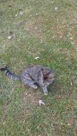 Lost Cat