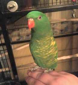 Lost Lory / Lorikeet