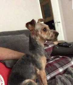 Lost Dog