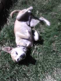 Lost Dog