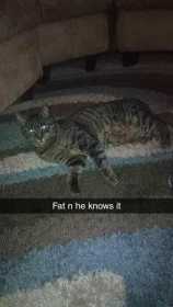 Lost Cat