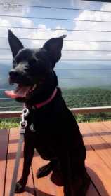 Lost Dog