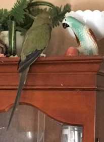 Lost African Ringneck Parakeet