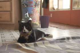 Lost Cat