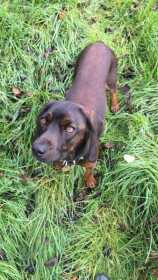 Lost Dog