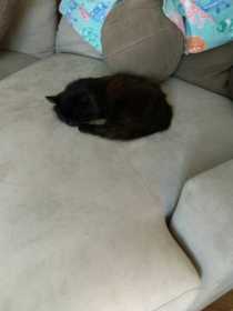 Lost Cat