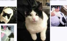 Lost Cat