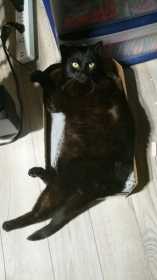 Lost Cat