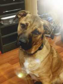 Lost Dog